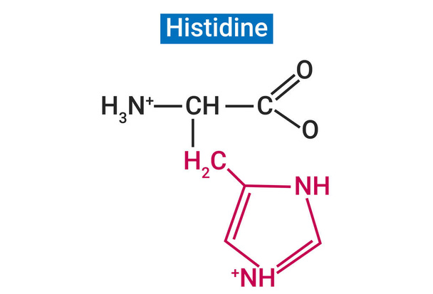 Az L-hisztidin (HIS) egy esszenciális aminosav, amely egyedülálló szerepet játszik a protonpufferben. - Vektor, kép