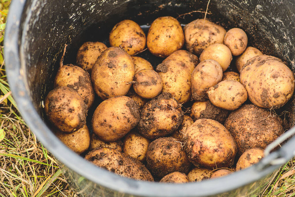 Fresh organic ripe yellow potatoes just picked in an agricultural field collected in a bucket. Heap of potatoes root. Concept of biological agriculture, bio product, bio ecology, integrated farm - Photo, Image
