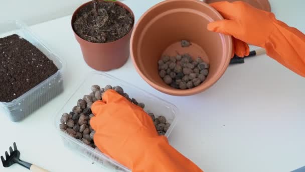 Female hands in orange rubber gloves pour drainage stones into a pot for transplanting ficus lyrata in flowerpot. Potted house plant transplantation process. Woman doing home gardening close up - Footage, Video