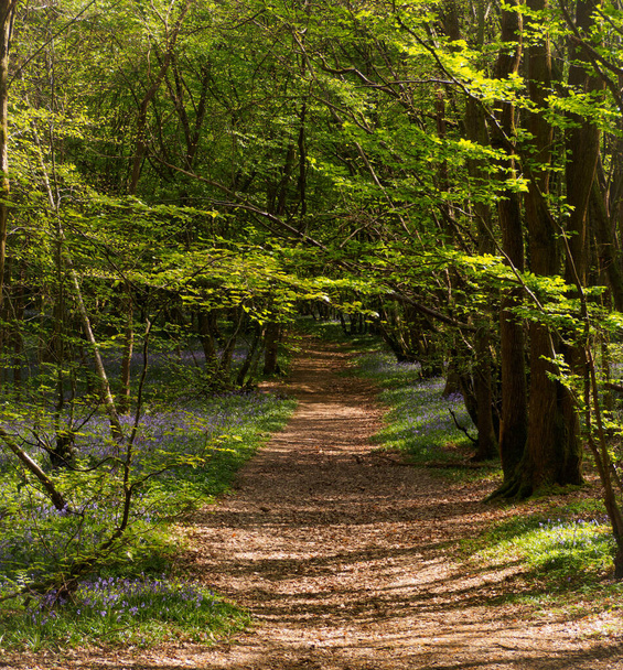 The route home after a spot of bluebell admiring with my son - Photo, Image