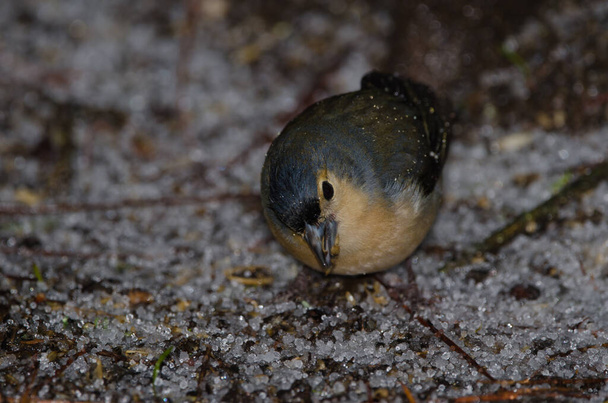 Common chaffinch Fringilla coelebs canariensis. Male eating on the forest floor covered by hail. Tejeda. Gran Canaria. Canary Islands. Spain. - Photo, Image