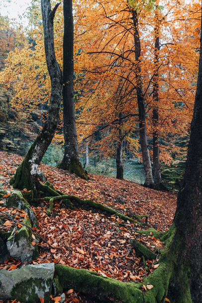Herbst Wald Straße Blätter fallen in der Bodenlandschaft auf herbstlichen Hintergrund im November - Foto, Bild