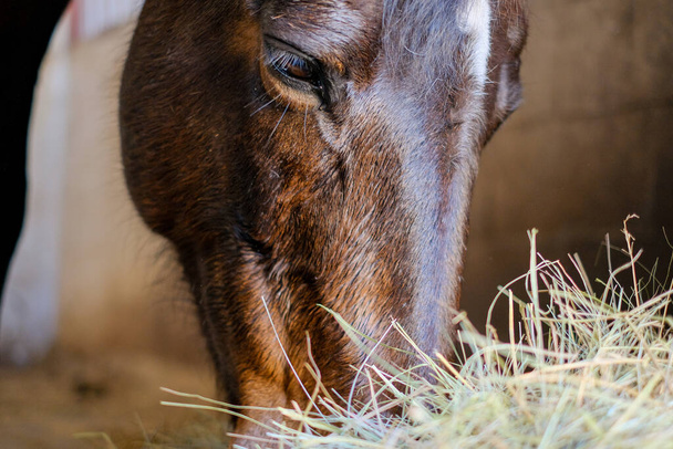 Un cheval se tient dans l'écurie et mange du foin avant la compétition
. - Photo, image