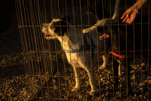 ゴージャニアの動物養子縁組フェアでペンの中に展示されている毛皮のような黒と白の犬. - 写真・画像