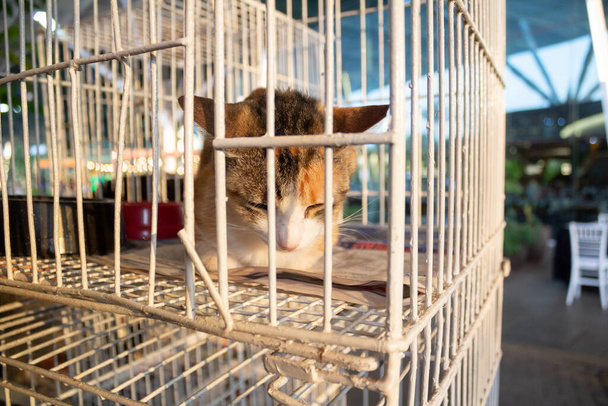 Una triste gata tricolor expuesta dentro de una jaula en una feria de adopción de animales en Goiania. - Foto, imagen