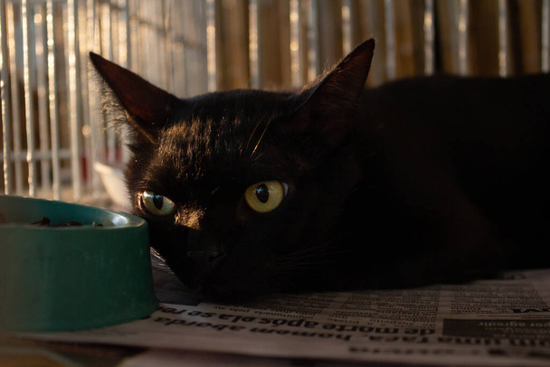 Un gatto nero in mostra in una gabbia in una fiera di adozione di animali in Goiania. - Foto, immagini