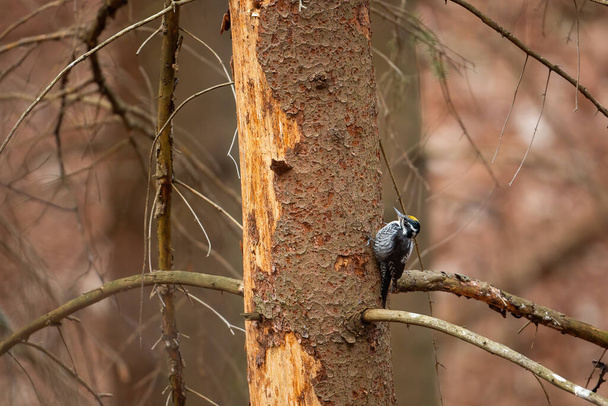 Eurasian three-toed woodpecker, picoides tridactylus, climbing old tree in coniferous forest. Little bird with yellow head and black and white body looking for food under bark - Photo, Image
