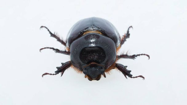 Oryctes nasicornis is een keversoort uit de familie waterroofkevers (Dynastinae). Imago, een vrouwelijk insect. - Foto, afbeelding
