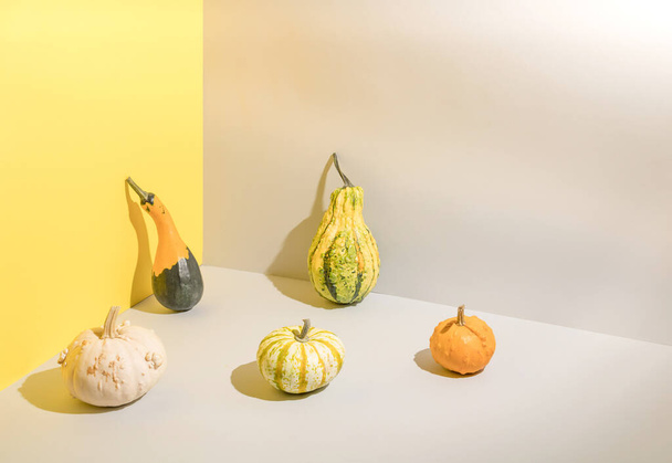 Pumpkins of different kinds, shapes and colors isolated on bright background as a symbol of autumnal holidays. - Photo, image