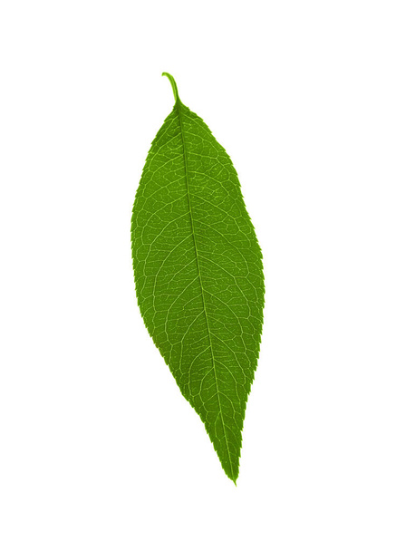 Green peach tree leaf isolated on white - Fotó, kép