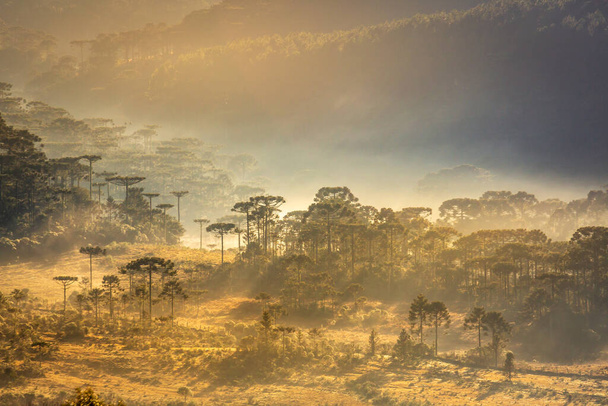 Paisaje de coníferas del sur de Brasil y Araucaria en pacífico amanecer dorado - Foto, Imagen
