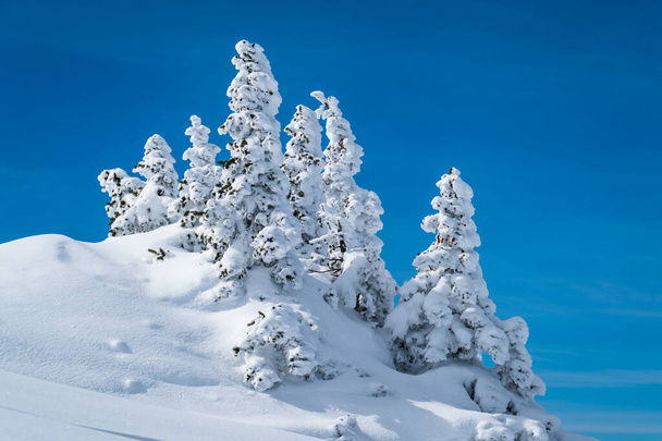 Polvo Nieve perfecto paisaje de nieve en polvo virgen con árboles cubiertos de nieve cubierto por el paisaje blanco nieve en Santa Fe, Nuevo México - Foto, Imagen