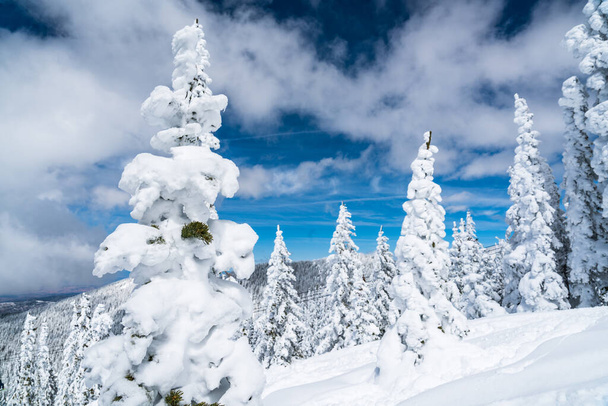 Proszek Śnieg idealny nietknięty puder śnieg krajobraz z pokrytych śniegiem drzew pokrytych śniegiem krajobraz biały w Santa Fe, Nowy Meksyk - Zdjęcie, obraz