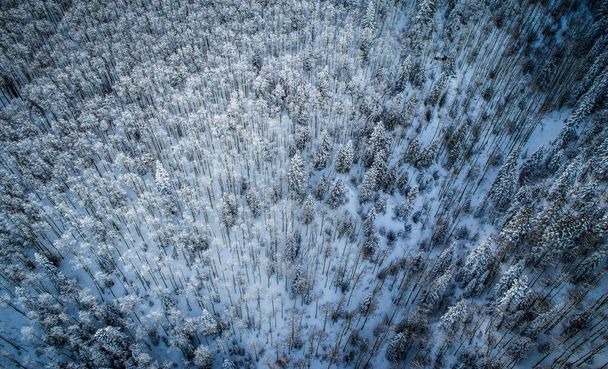 Σκόνη Χιόνι τέλεια ανέγγιχτη σκόνη τοπίο χιόνι με χιονισμένα δέντρα που καλύπτονται κάτω από χιόνι λευκό τοπίο - Φωτογραφία, εικόνα