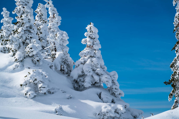 Poeder Sneeuw perfecte ongerepte poeder sneeuw landschap met besneeuwde bomen bedekt met sneeuw wit landschap - Foto, afbeelding