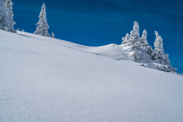 Poudre Neige parfaite poudreuse intacte paysage de neige avec des arbres recouverts de neige couvert sous la neige paysage blanc - Photo, image