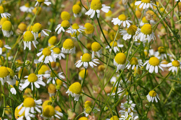 field cultivated with chamomile flowers for the production of relaxing herbal teas in summer - Photo, Image