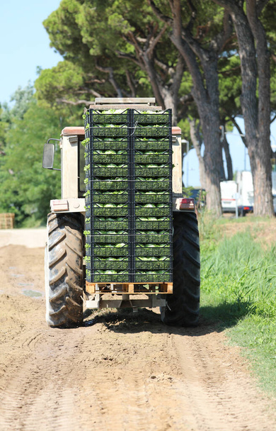 traktor dobozokkal frissen szedett salátával a szántóföldről, készen arra, hogy bevigyék a zöldségpiacra - Fotó, kép