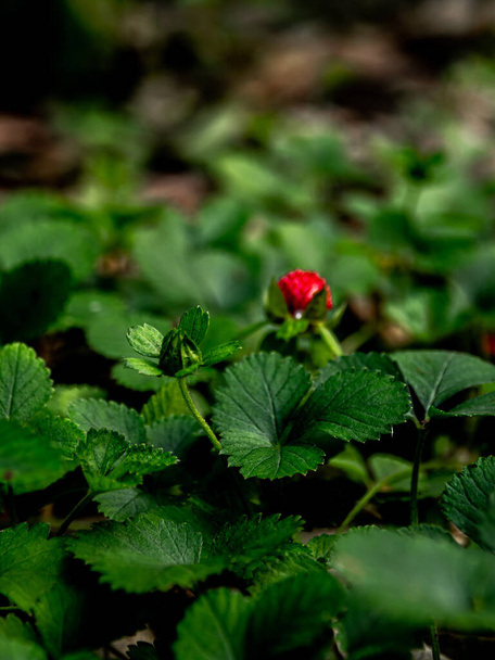 The Mock Strawberry plant for ground cover in the garden - Photo, Image