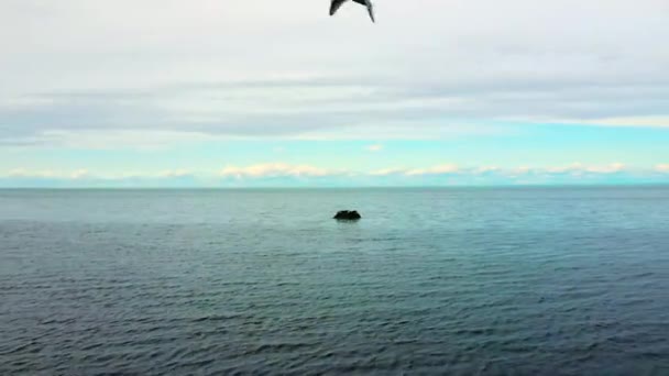 Drohnenvideo zur Sicherung über dem St-Lawrence River, das sich von einem Felsen entfernt, auf dem Robben schlafen und eine Möwe an der Kamera in St-Ulric, Qc vorbeifliegt. - Filmmaterial, Video