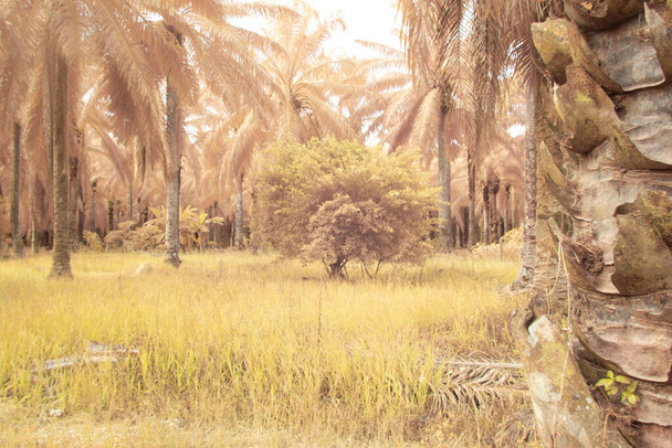 imagem infravermelha ambiental em torno da plantação de óleo de palma. - Foto, Imagem
