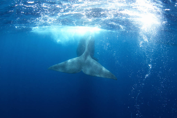 Sperma walvis speelt onder de oppervlakte. Speelse walvis in de Indische Oceaan. Buitengewoon zeeleven. - Foto, afbeelding
