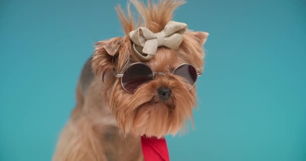 adorável pequeno cachorro Yorkshire terrier vestindo óculos de sol e bandana vermelha em pé na frente de fundo azul no estúdio - Filmagem, Vídeo
