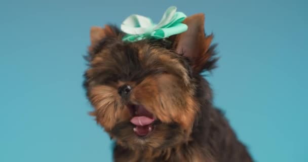 zoete yorkie puppy met strik steken uit tong, geeuwen en rond te kijken, het dragen van een boog en zitten in de voorkant van de blauwe achtergrond - Video