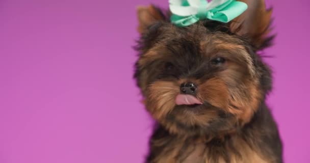 弓を身に着けているエレガントなヨークシャーのテリア犬,周りを見回すと好奇心が強いです,鼻をなめるとピンクの背景に座って - 映像、動画