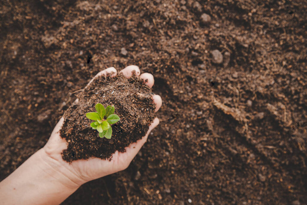 Dirty hands care plant trees in the earth on world environment day. Young small green new life growth on soil in ecology nature. Human person grow seedlings and protect in garden. agriculture concept - 写真・画像
