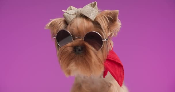 Parlak fiyonklu, güneş gözlüklü, kırmızı bandanalı ve stüdyoda pembe arka plana bakan küçük Yorkie köpeği. - Video, Çekim