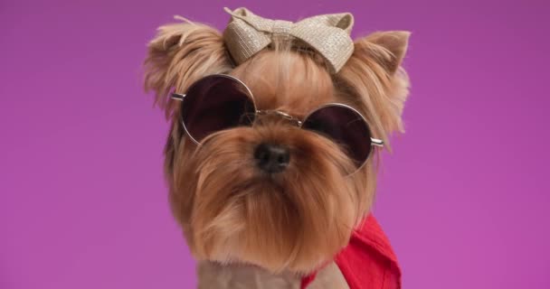 fresco Yorkshire terrier cachorro con bandana roja alrededor del cuello, bowtie brillo y gafas de sol siendo fresco delante de fondo rosa en el estudio - Metraje, vídeo