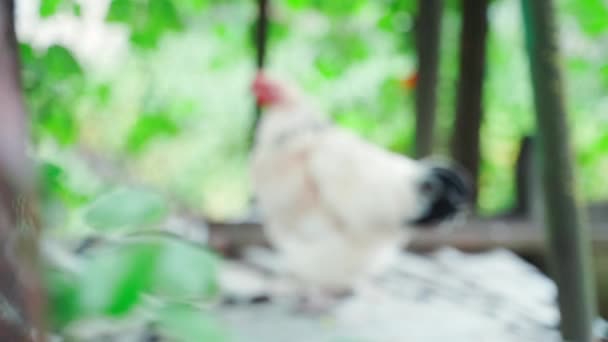前景のフェンスから実行中の白い鶏に焦点を合わせます。鶏は枠を覗き込む。滑らかなカメラの動き。高品質のフルHD映像 - 映像、動画