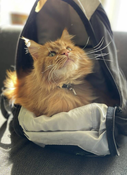 найти кота в мешке на солнце на скамейке дома - Фото, изображение