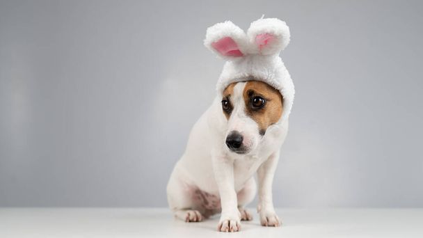 Jack Russell Terrier dog in bunny ears on a white background. Copy space - Foto, afbeelding