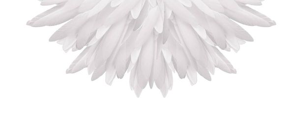 Ventilatore semicircolare in piuma bianca - isola su uno sfondo bianco una disposizione ordinata di lunghe piume sottili di uccello rendendo una forma a semicerchio ideale per concetti olistici spirituali - Foto, immagini
