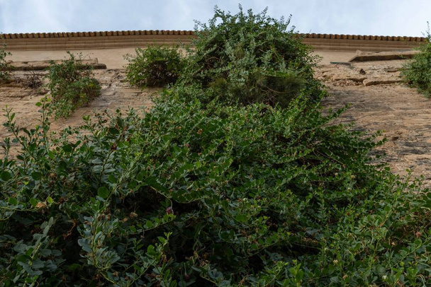 Caper plant hanging on the medieval stone wall of the historic center of Palma de Mallorca, Spain - Photo, Image