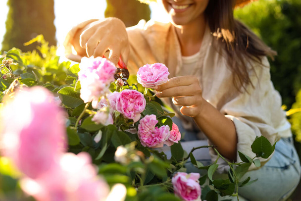Woman pruning tea rose bush in garden, closeup - Фото, изображение