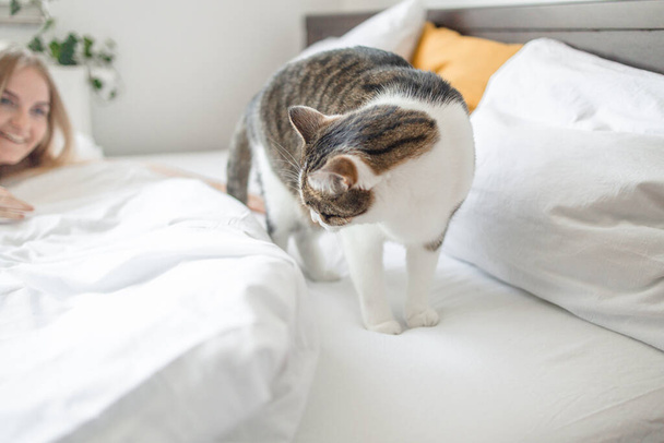 Tabby gris rayas gato se encuentra en la cama sobre un fondo gris. Enfoque selectivo. Banner.  - Foto, imagen