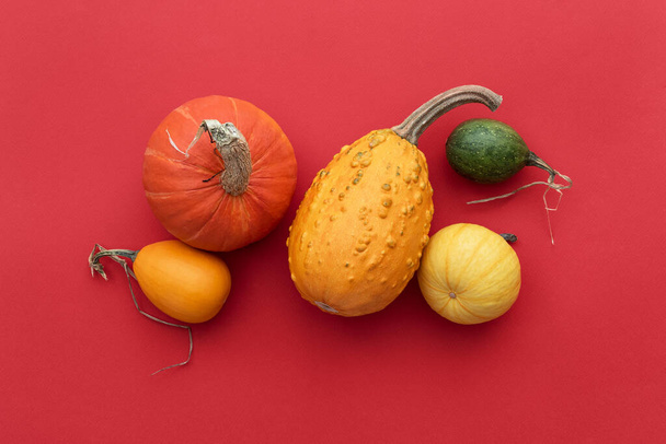 Autumn card with a harvest of winter squash and decorative gourds on a red background - Photo, Image