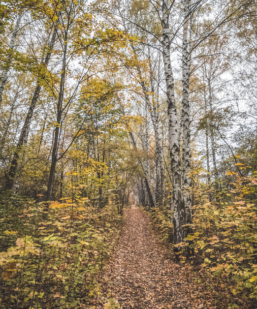 Атмосферная сказочная тропа в осенней березе и дубовой роще, тропа в лесу в октябре в облачную погоду - Фото, изображение