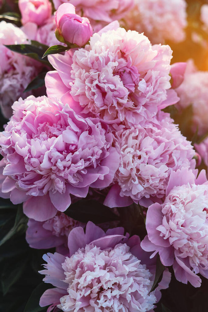 Beautiful pink peony flowers outdoors, closeup view - Φωτογραφία, εικόνα
