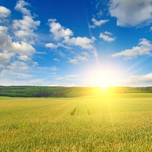 Green wheat field and bright sunrise. - Photo, image