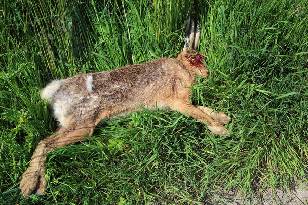 Feldhase / Avrupa tavşanı / Lepus europaeus - Fotoğraf, Görsel