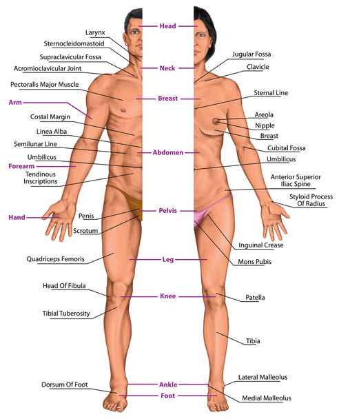 Corpo anatomico maschile e femminile, anatomia superficiale, forme del corpo umano, vista anteriore, parti del corpo umano, anatomia generale
 - Foto, immagini
