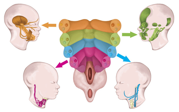 Le système d'arcs pharyngés ou branchiaux afte Sadler et Drews, enroulement des arcs pharyngés embryonnaires avec les nerfs, les muscles, les dérivés squelettiques associés, développement embryonnaire
 - Photo, image