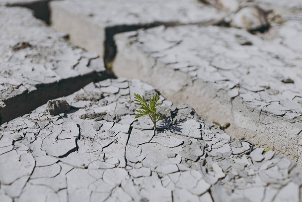 Dry cracked earth with green plants - Zdjęcie, obraz