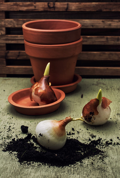 earthen pot and spring bulbs plants - Фото, изображение