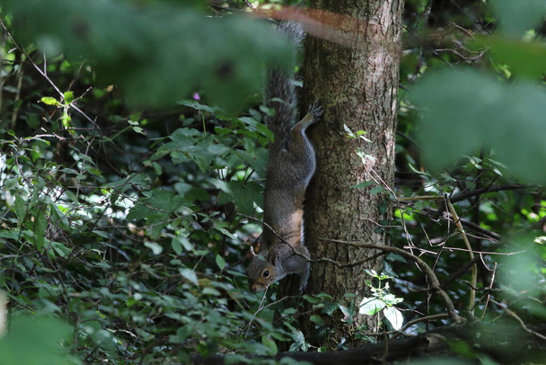 Ένας άγριος σκίουρος στο δάσος. Αυτό το δάσος βρίσκεται στο Πρέστον, Lancashire. - Φωτογραφία, εικόνα
