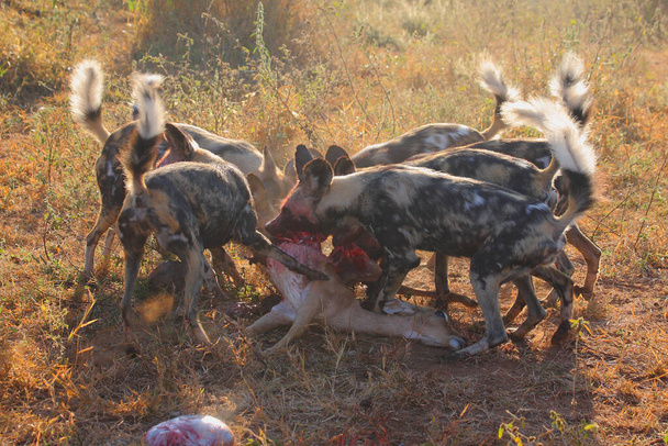 Afrikanische Wildhunde toeten eine Schwarzfersenantilope / Afrikalı vahşi köpekler Impala / Lycaon pictus 'u öldürdü - Fotoğraf, Görsel